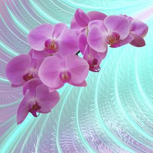 Розовая орхидея 6155-M