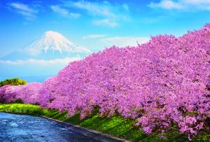 Гора Фудзи весной 10-359