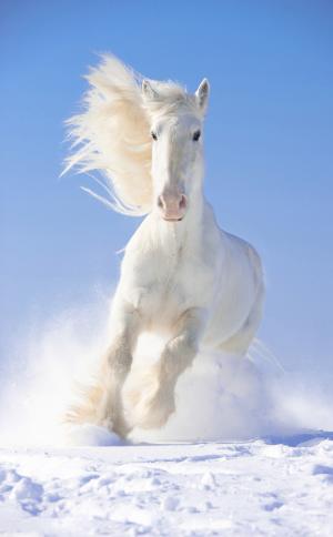 Белый конь 3251-М